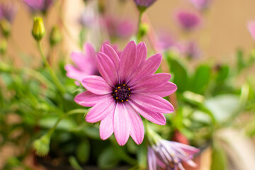 Close up view of daisy flower, bokeh background. Summer or spring flowers concept.