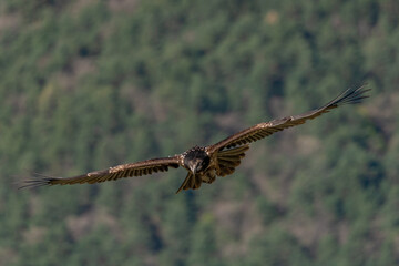 Young Bearded Vulture flying with out-of-focus background