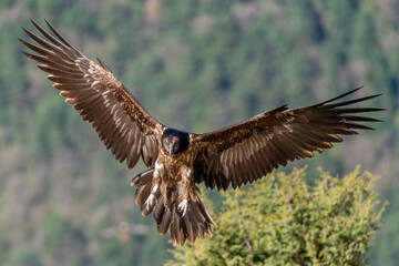 Fototapeta na wymiar Young Bearded Vulture flying with out-of-focus background