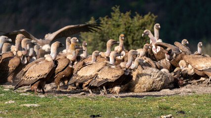 Herd of griffon vultures eating a sheep