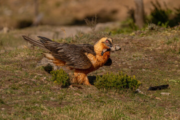 Adult bearded vulture perched on the ground with a sheep's foot in its beak