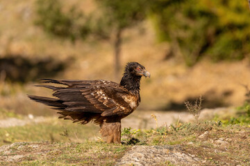 Young Bearded Vulture perched on grassy ground