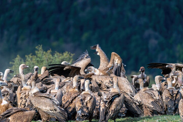 A flock of griffon vultures squabbling as they eat carrion - obrazy, fototapety, plakaty