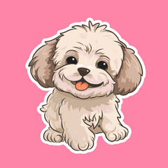 Cute light maltipoo (Maltese poodle) in full growth smiles.