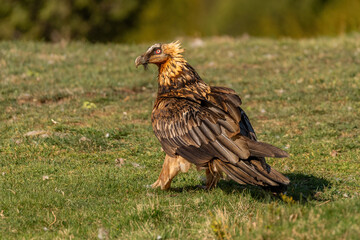 Adult bearded vulture perched on grassy ground