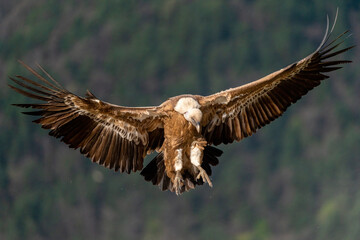 griffon vulture landing with forest in the background