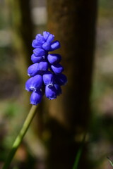 Traubenhyazinthe, Muscari, mit dichten blauben Blütentrauben im Frühling, botanische Fotografie