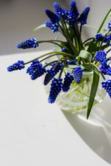Blue Flowers under the Sun's Rays Spring Aesthetics. A bouquet of blue muscara flowers in a vase. top view
