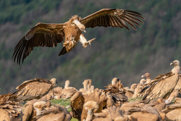 griffon vulture landing with forest in the background