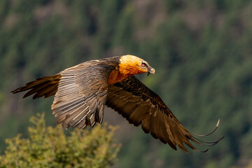 Adult Bearded Vulture flying near the trees