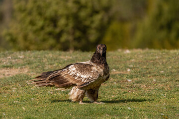 Young Bearded Vulture perched on the ground and looking defiantly at the ground