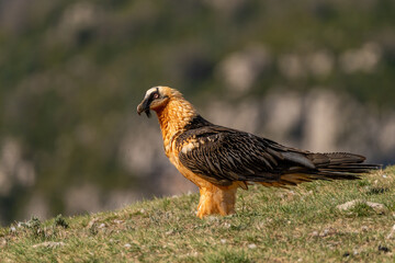 Adult bearded vulture perched on grassy ground