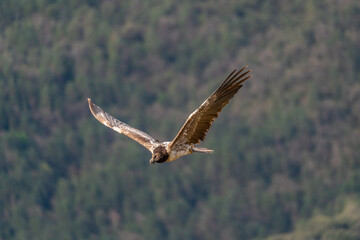 young bearded vulture flying with forest background out of focus