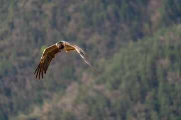 Fototapeta na wymiar young bearded vulture flying with forest background out of focus
