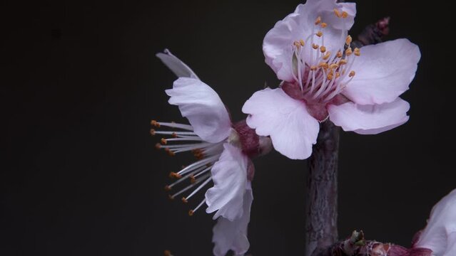 A branch with almond flowers rotates on a dark background. Slow motion Close-up. Spring Flower congratulatory footage.