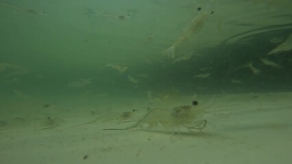 Shrimps swimming in water tank in aqua farm facility