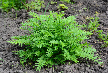 Growing Polemonium caeruleum, Jacob's-ladder or Greek valerian perennial flowering planting in the garden. Jacobs ladder (Polemonium caeruleum) is a well known cottage garden flower.