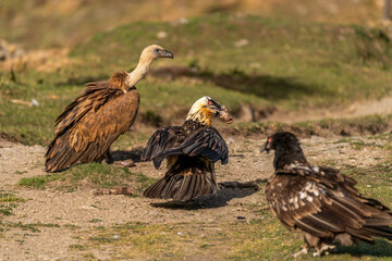 adult bearded vulture with sheep's foot in its beak and vulture beside it