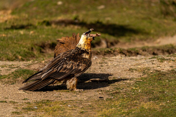 adult bearded vulture eating sheep's foot