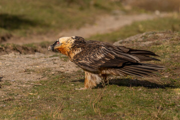 Naklejka na ściany i meble adult bearded vulture perched on grassy ground