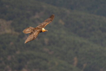 adult bearded vulture flying with out-of-focus forest background