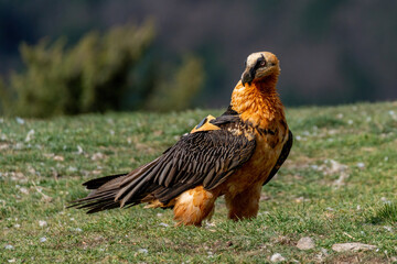 Adult bearded vulture perched on grassy ground