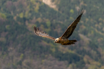Obraz premium Adult Bearded Vulture flying against a forest background