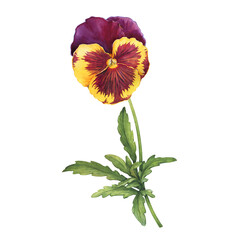 Yellow and pink garden bicolor pansy flower viola bicolor, arvensis, heartsease, violet, kiss-me-quick). Hand drawn botanical watercolor painting illustration isolated on white background