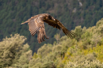 young bearded vulture flying with forest background out of focus