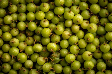 Viele Stachelbeeren auf einem Haufen mit nahtlosem Hintergrund