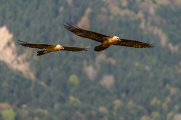 Pair of adult bearded vultures flying near mountain peaks