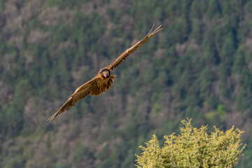 young bearded vulture flying with forest background out of focus