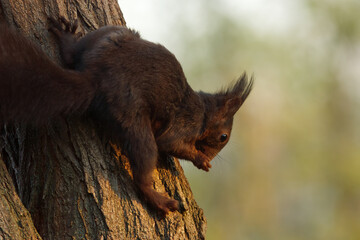Black squirrel captured on a massive tree trunk in the woods, selective focus, no people.
