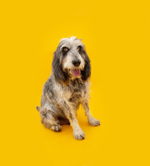 Portrait blue Gascony Griffon dog sitting and looking at camera. Obedience concept. Isolated on yellow background