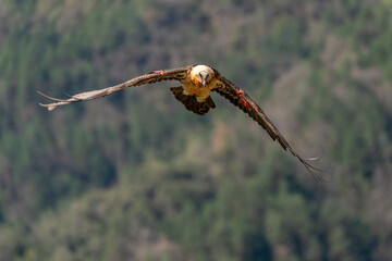 Adult Bearded Vulture flying near mountain peaks