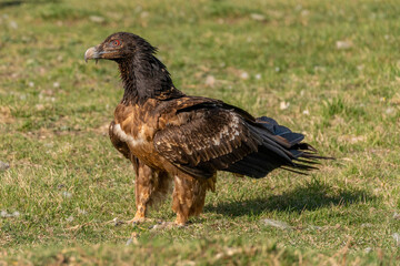 young Bearded Vulture perched on the ground with vultures around it