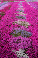 茨城県常陸大宮市　小船地区の芝桜