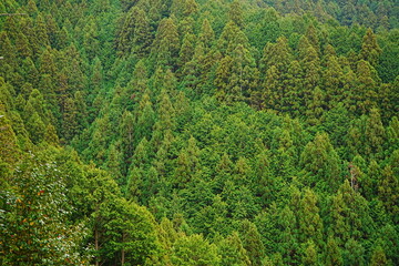 Spring Fresh Lush Green Cedar called Yoshino-sugi on Mt. Yoshino-yama, in Nara, Japan - 吉野杉...