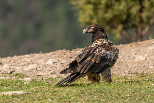 Young Bearded Vulture perched on the ground and looking defiantly at the ground