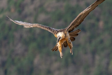 Adult Bearded Vulture flying with out-of-focus background