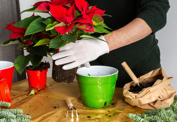 Transplanting Poinsettia Christmas Flowers into red and green pots, man transplanting flowers, home...