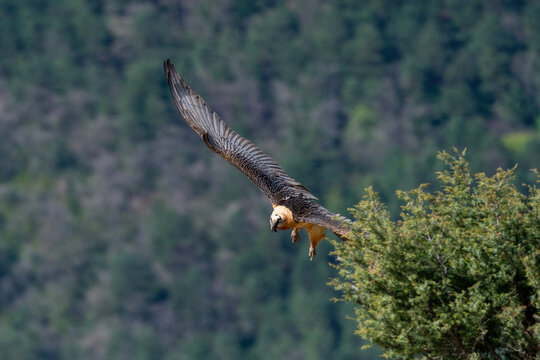 Adult Bearded Vulture flying out from behind a tree