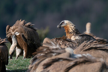 Adult Bearded Vulture perched with vultures around it