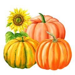 Pumpkin and sunflower, autumn pumpkins on isolated white background, watercolor illustration, hand drawing