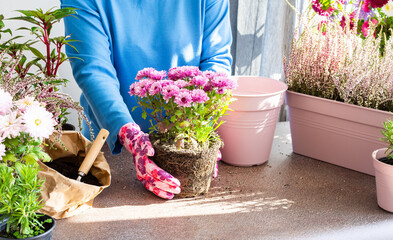 A woman is transplanting chrysanthemums into a pot, planting autumn flowers in pots, decorating a...