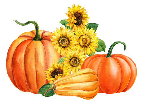 Pumpkin and sunflowers, autumn colored pumpkins on isolated white background, watercolor illustration, hand drawing