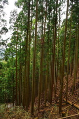 Fototapeta na wymiar Spring Fresh Lush Green Cedar called Yoshino-sugi on Mt. Yoshino-yama, in Nara, Japan - 吉野杉 吉野山 日本 奈良