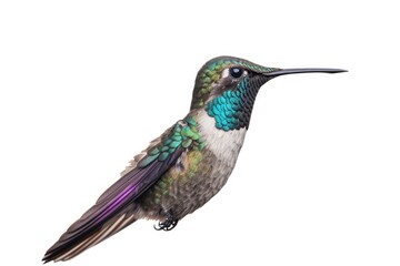 Fototapeta premium Hummingbird macaw bird isolated on white background generative ai.