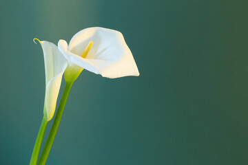 two white beautiful flowers on green background