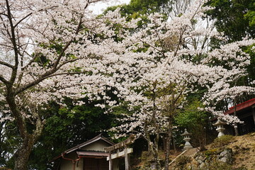 Yoshino-yama or Mount Yoshino in Nara, Japan. Pink Sakura or Cherry Blossoms Flower blooming in Spring Season. Japan's most Famous Viewing Spot - 日本 奈良 吉野山 桜